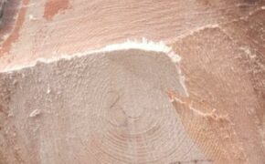 Брянца ждёт суд за семь срубленных деревьев