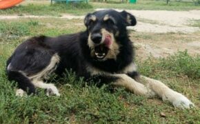 Суд обязала брянских чиновников заплатить укушенной бездомной собакой девочке