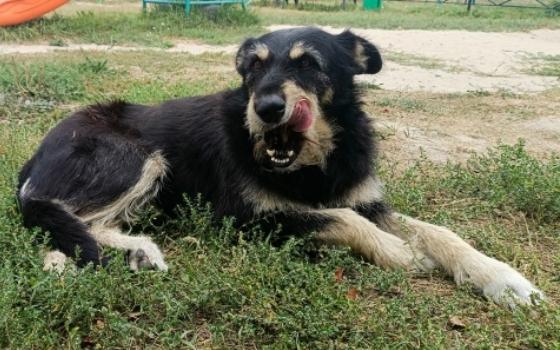 Суд обязала брянских чиновников заплатить укушенной бездомной собакой девочке