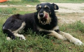 Брянский суд обязал чиновников заплатить укушенной бездомной собакой девочке