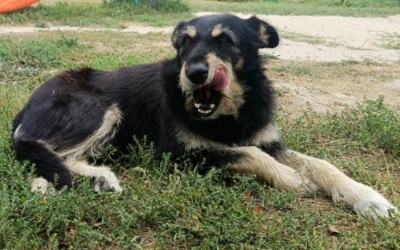 Брянский суд обязал чиновников заплатить укушенной бездомной собакой девочке