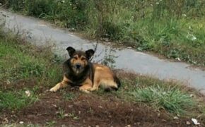 Брянские чиновники заплатили покусанной бездомной собакой женщине