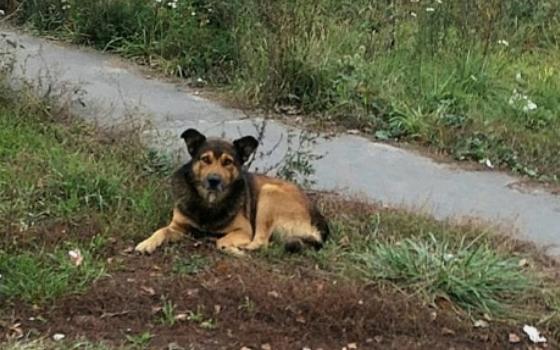 Брянские чиновники заплатили покусанной бездомной собакой женщине