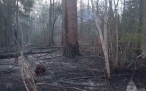 Лесной пожар потушили в Брянском районе