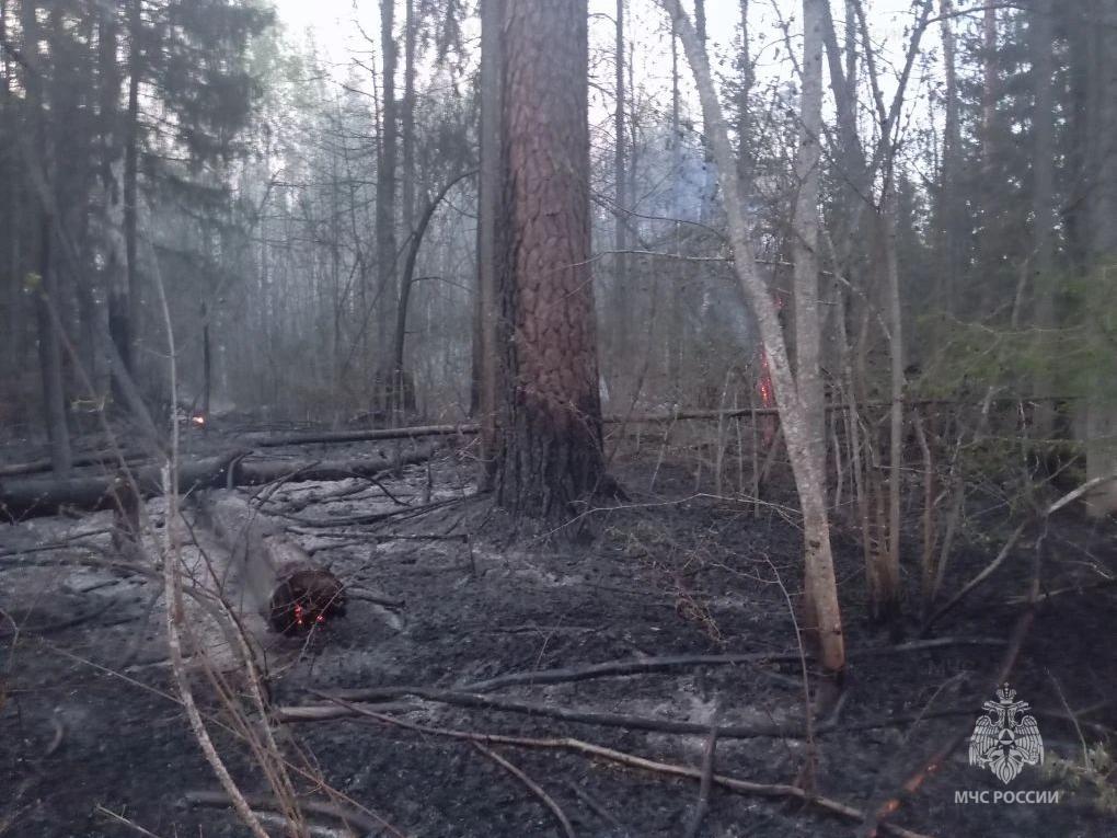 Лесной пожар потушили в Брянском районе