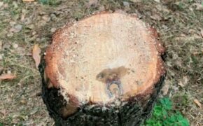 Брянские следователи возбудили уголовное дело о незаконной рубке деревьев