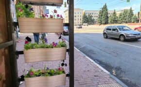 Пять остановок на проспекте Ленина в Брянске украсили петуниями