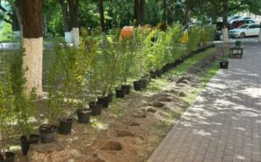 50 кустов кизильника высадили чиновники на Луначарского в Брянске