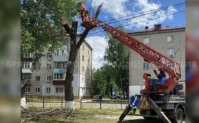 Аварийный тополь срубили на улице Чернышевского в Брянске