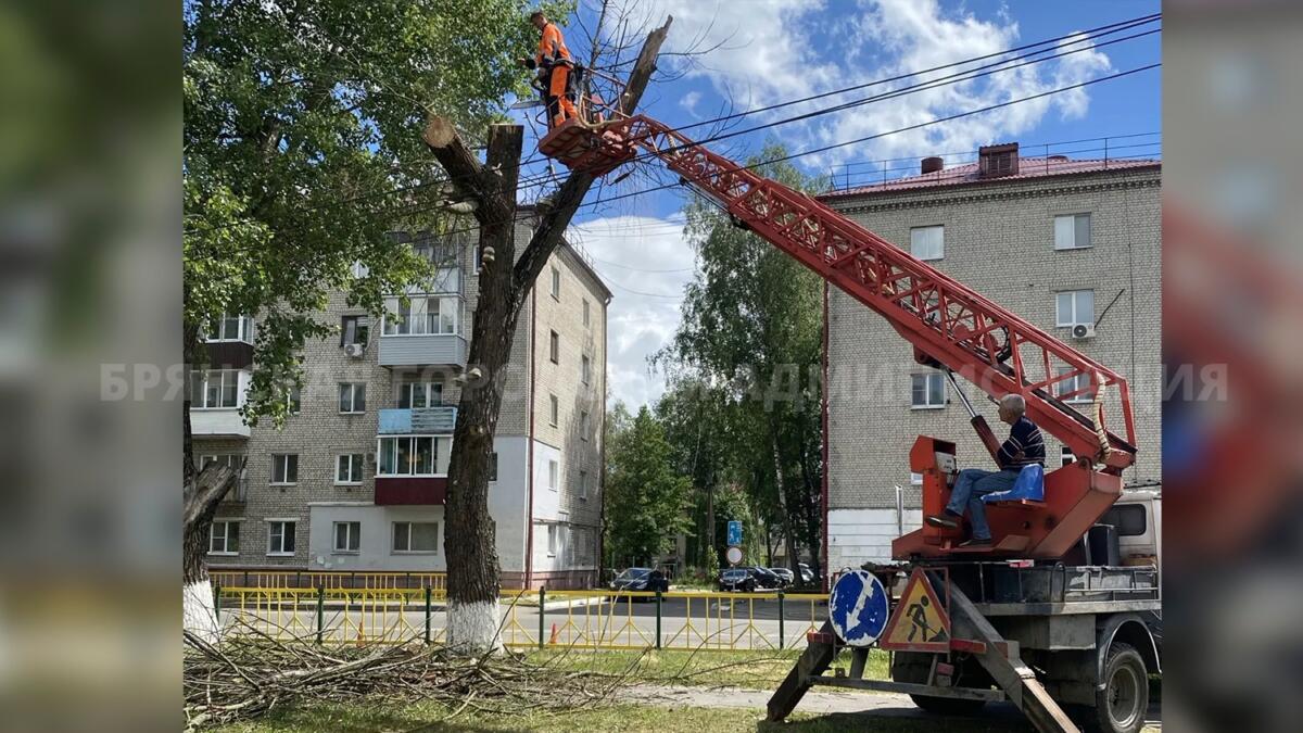 Аварийный тополь срубили на улице Чернышевского в Брянске