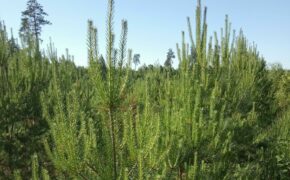Брянская область стала третьей в ЦФО по воспроизводству лесов
