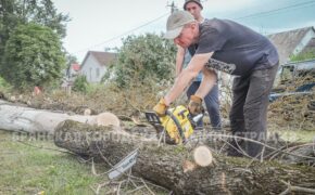 350 заражённых златкой ясеней срубили в Брянске