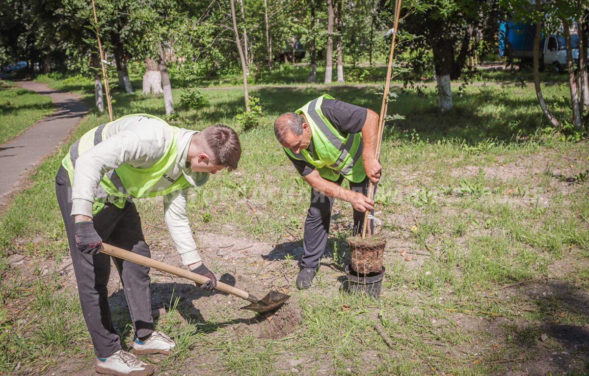 35 клёнов высадили в сквере Металлургов в Брянске