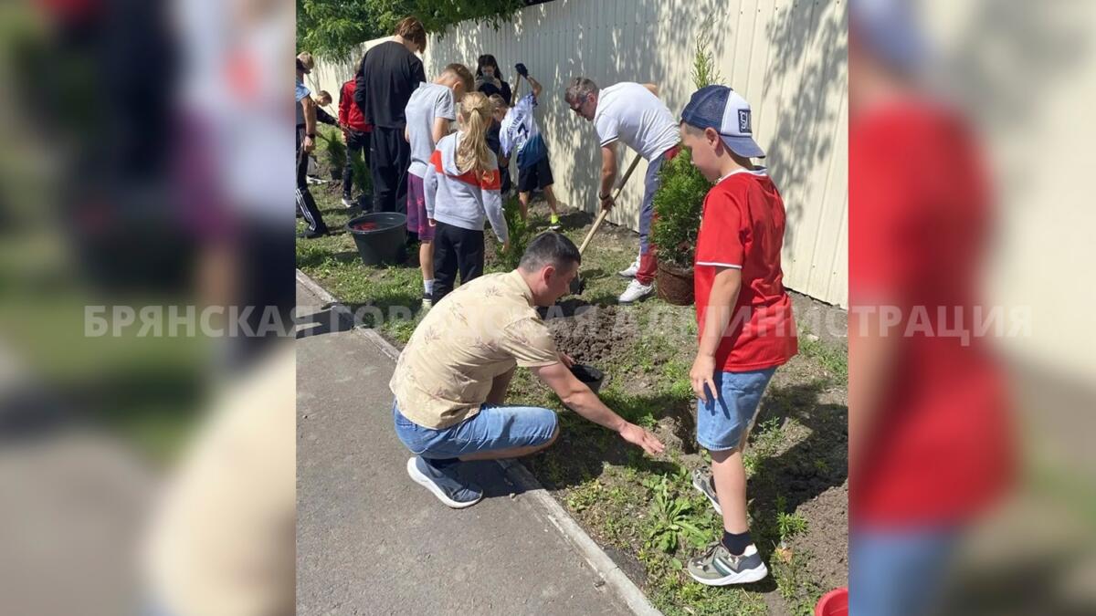 Голубую ель посадят у входа на стадион имени «Брянских партизан»