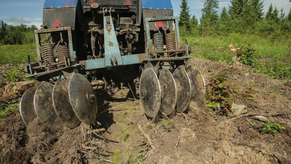 Брянские лесоводы проводят агротехнический уход за молодыми лесами