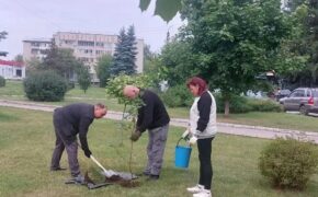 В сквере Челюскинцев в Брянске посадили новые клёны