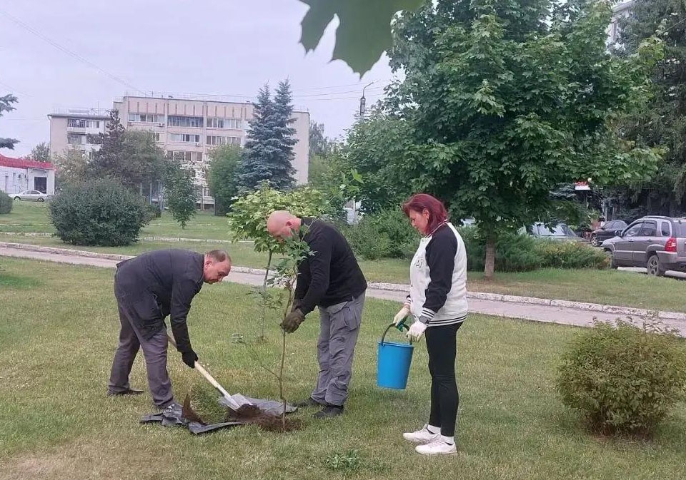 В сквере Челюскинцев в Брянске посадили новые клёны