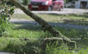 37 600 квадратных метров травы скосили в Брянске дорожники накануне