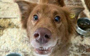 Более 800 бродячих собак стерилизовали в приюте Брянска с прошлого года