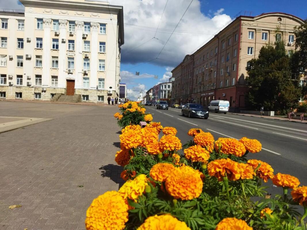 На клумбах Брянска зацвели бархатцы