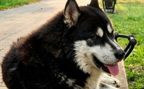 Суд обязал брянских чиновников заплатить покусанной бездомной собакой девочке