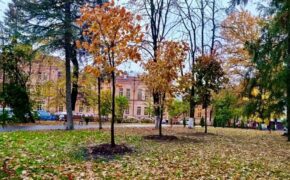 В центре Брянска дорожники посадили шесть клёнов