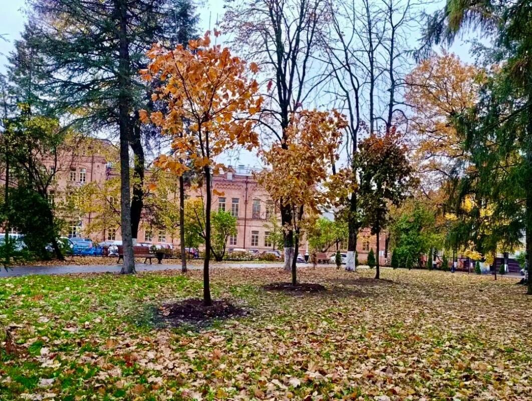 В центре Брянска дорожники посадили шесть клёнов