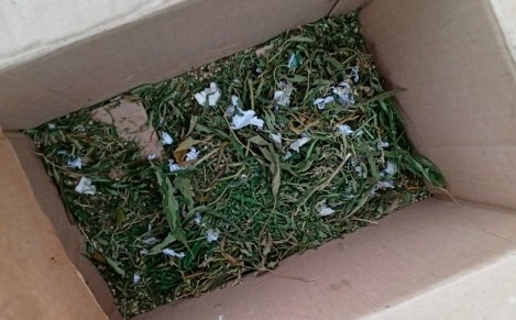 Брянец получил судимость за выращивание наркотикосодержащего растения